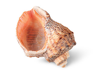 Image showing Seashell rapana vertically