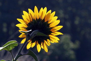 Image showing Sun flower