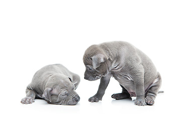 Image showing Two thai ridgeback puppies isolated on white