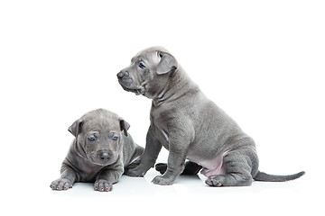 Image showing Two thai ridgeback puppies isolated on white