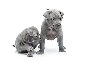 Image showing Two thai ridgeback puppies isolated on white