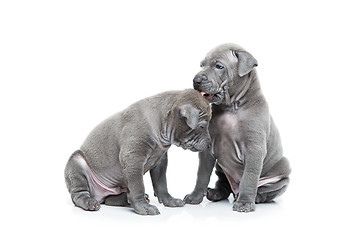 Image showing Two thai ridgeback puppies isolated on white