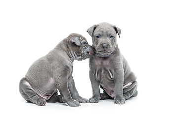 Image showing Two thai ridgeback puppies isolated on white