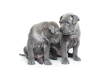 Image showing Two thai ridgeback puppies isolated on white