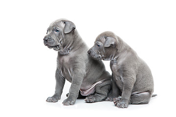 Image showing Two thai ridgeback puppies isolated on white