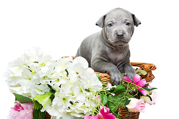 Image showing Thai ridgeback puppy in basket isolated on white