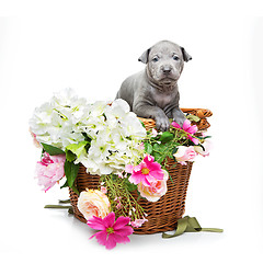Image showing Thai ridgeback puppy in basket isolated on white