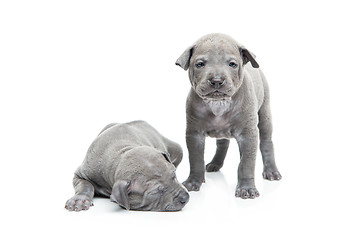 Image showing Two thai ridgeback puppies isolated on white