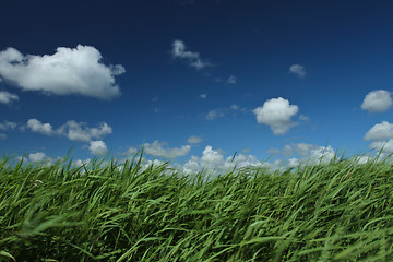 Image showing Green grass and blue sky 