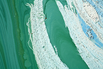 Image showing Blue-green algae on a lake in denmark