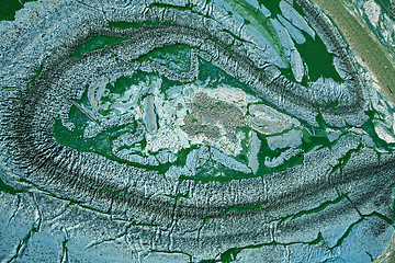 Image showing Blue-green algae on a lake in denmark