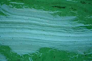 Image showing Blue-green algae on a lake in denmark