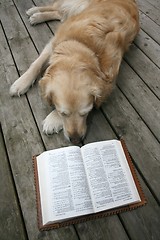 Image showing dog reading