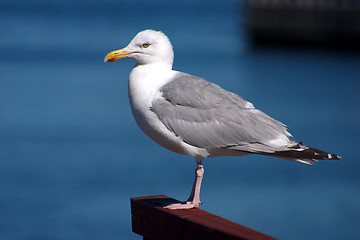 Image showing bird seagull