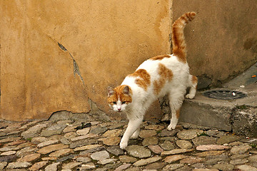 Image showing Brown cat