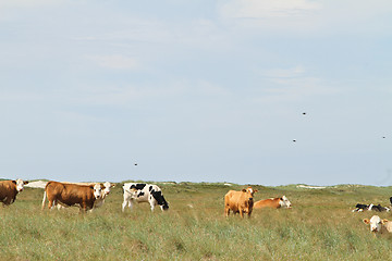 Image showing Cows in a Danish landscapes in the summer