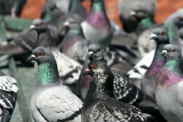 Image showing pigeons