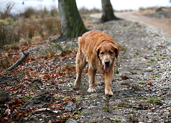 Image showing dog golden retriever