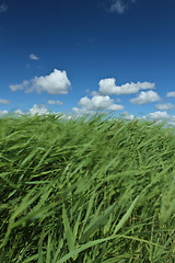 Image showing Green grass and blue sky 