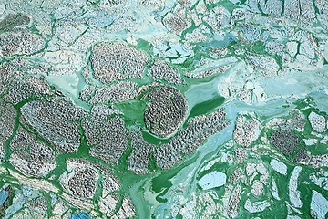 Image showing Blue-green algae on a lake in denmark