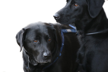 Image showing Dogs