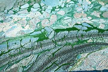 Image showing Blue-green algae on a lake in denmark