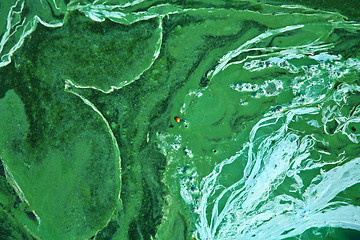 Image showing Blue-green algae on a lake in denmark