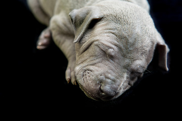 Image showing Thai ridgeback puppy isolated on white