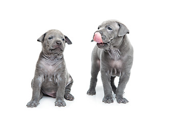 Image showing Two thai ridgeback puppies isolated on white