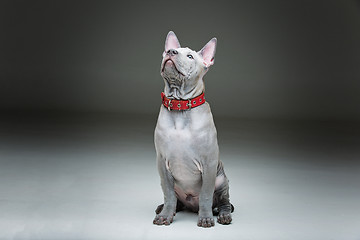 Image showing Thai ridgeback puppy