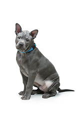 Image showing Thai ridgeback puppy