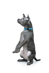 Image showing Thai ridgeback puppy