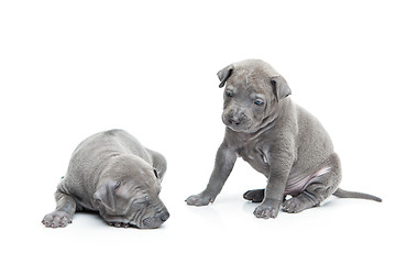 Image showing Two thai ridgeback puppies isolated on white