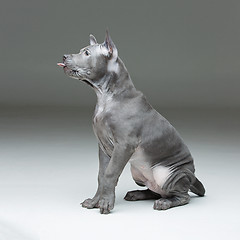 Image showing Thai ridgeback puppy