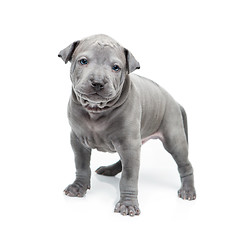 Image showing Thai ridgeback puppy isolated on white