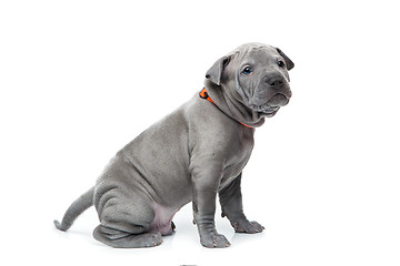 Image showing Thai ridgeback puppy isolated on white