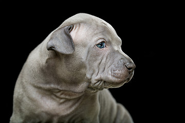 Image showing Thai ridgeback puppy isolated on black