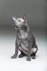 Image showing Thai ridgeback puppy