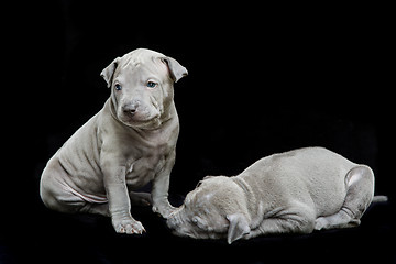 Image showing Two thai ridgeback puppies isolated on white