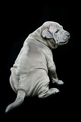 Image showing Thai ridgeback puppy on black background