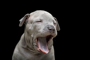 Image showing Thai ridgeback puppy isolated on black