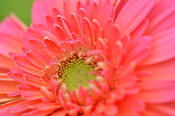 Image showing Gerbera flower in a garden