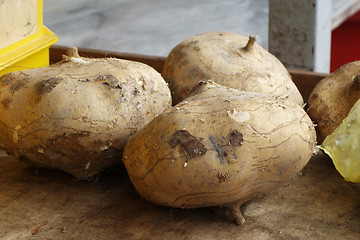 Image showing Harvested jicama vegetables