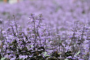 Image showing Plectranthus Mona Lavender flowers