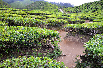 Image showing Tea Plantation in the Cameron Highlands in Malaysia