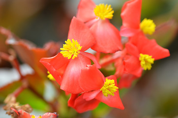 Image showing Flowers begonia. Begonia is a flower of extraordinary beauty