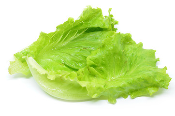 Image showing Green Chinese lettuce 