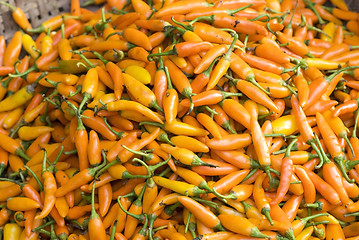 Image showing Yellow hot chilipepper