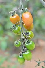 Image showing Cherry tomatoes grow in the garden