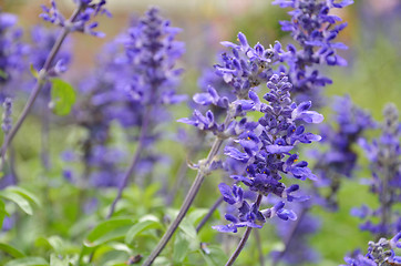 Image showing Blooming blue bugleweeds Ajuga